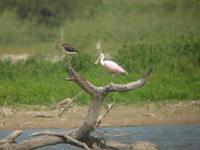 White Ibis & Roseate Spoonbill 